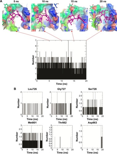 Figure 10 (A) The snapshots of docking pose of ZINC67903192 and total H-bond intensity at various time scale intervals in 20 ns complex molecular dynamic simulations with human growth factor receptor-2; (B) hydrogen bond diagram between ZINC67903192 and active site residues, namely, Leu726, Gly727, Ser728, Met801, Thr862, and Asp863 of human growth factor receptor-2.