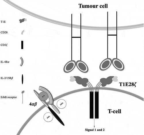 Figure 1. T-cell co-expressing 4ab and T1E28z interacting with ErbB dimers expressed on a tumor cell.