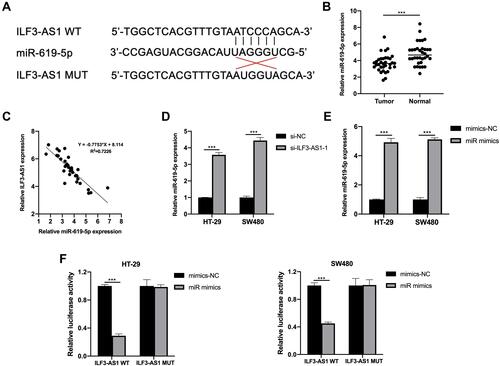 Figure 3 ILF3-AS1 was a molecular sponge for miR-619-5p. (A) Predicted binding sites of ILF3-AS1 and miR-619-5p. (B) The expression of miR-619-5p in COAD tissues and adjacent normal tissues. (C) The relationship between the expression of ILF3-AS1 and miR-619-5p. (D) The expression of miR-619-5p after ILF3-AS1 knockdown in HT-29 and SW480 cells. (E) Transfection efficiency of miR mimics validated by RT-qPCR in HT-29 and SW480 cells. (F) Luciferase activities of HT-29 and SW480 cells co-transfected with miR mimics/mimics-NC and luciferase reporters harboring ILF3-AS1 MUT or ILF3-AS1 WT. ***P<0.001.