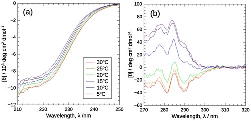 Figure 1. CD spectra of J1-NTase at various temperatures under atmospheric pressure in the far (a) and near (b) ultraviolet regions. In common with (a) and (b), the spectra are plotted in colors ranging from violet (5°C) to red (30°C). The far-ultraviolet spectrum (a) decreases slightly with temperature, while the near-ultraviolet one (b) decreases significantly with temperature, with positive peaks becoming negative peaks.