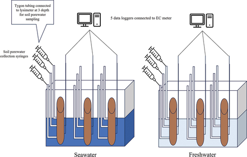 Figure 1. Design depicting the experiment while soil columns are inside IBC tanks filled with freshwater and seawater.