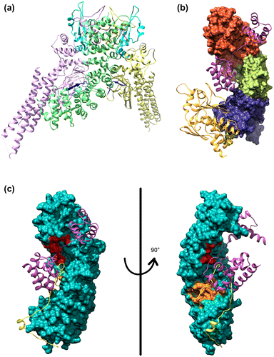 Figure 2. The model structure of STAT1, Oct4, Ebola virus VP24 and Nup50 bound to importin α.