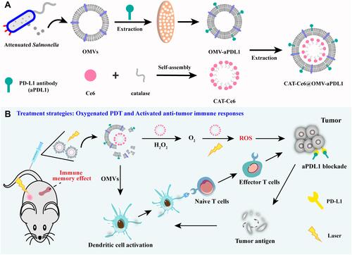 Scheme 1 Construction of CAT-Ce6@OMV-aPDL1 (A) and illustrations of promoted oxygenated PDT as well as activated anti-tumor immune responses induced by CAT-Ce6@OMV-aPDL1-based PDT and immunomodulation (B).