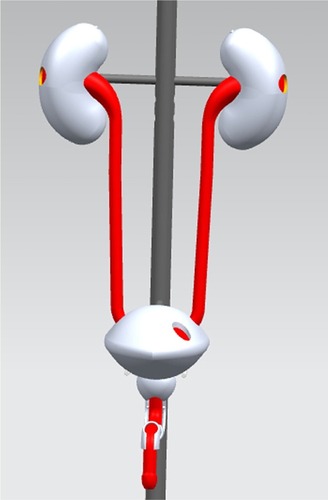 Figure 1 One design image of the male urinary system.