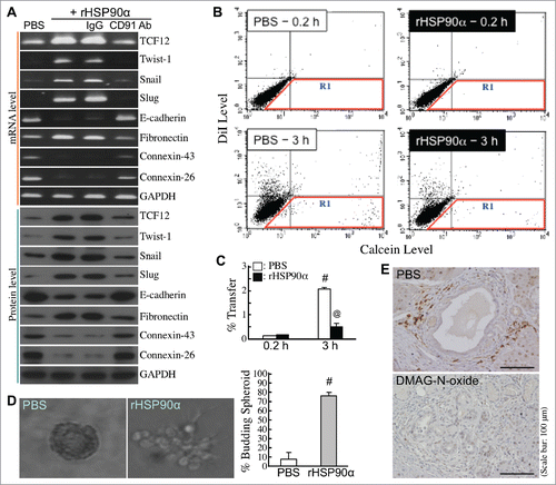 Figure 8. Induction of EMT by eHSP90α in pancreatic ductal epithelial cells. (A) mRNA and protein levels of TCF12, Twist-1, Snail, Slug, E-cadherin, fibronectin, connexin-26, connexin-43, and GAPDH in HPDE cells treated with PBS, 15 μg/ml rHSP90α, or 15 μg/ml rHSP90α plus control IgG or anti-CD91 antibody. (B,C) The Calcein-transfer assay was performed to evaluate gap-junction activity of HPDE cells treated 24 h with PBS or 15 μg/ml of rHSP90α. Treated HPDE cells were labeled with Calcein acetoxymethyl ester and DiI dyes and then added to a monolayer of unstained, untreated HPDE cells for 0.2 or 3-h co-culture. Finally, the monolayer of cells were trypsinized and analyzed by flow cytometry. Representative dot plots are shown in (B). The cells in the R1 region were categorized as Calcein-accepting cells. The ratio of Calcein-accepting cells (designated as “% Transfer”) was quantified by the CellQuest software, and mean ± SD values of three independent experiments have been provided to indicate that cellular gap-junction activity was significantly inhibited after rHSP90α treatment (C). #, P < 0.05 when compared with the data of PBS-treated cells at 0.2 h. @, P < 0.05 when compared with the data of PBS-treated cells at 3 h. (D) rHSP90α induced the invasive outgrowth of HPDE cells from 3-D spherical structures. HPDE cells were cultivated in 2% Matrigel-supplemented medium until the formation of spherical structures was observed. These cell spheroids were furthermore treated with 15 μg/ml rHSP90α for 72 h. Morphological changes were observed under an Olympus IX 71 inverted microscope. The left panel shows a typical cell spheroid and a budding, branching cell spheroid. The quantified data are shown in the right panel. #, P < 0.05 when compared with the data of PBS-treated cell spheroids. (E) Immunohistochemical analysis showing that TCF12-expressing pancreatic cells, located at the invasive front edges of hyperplastic lesions, were present in control but not in DMAG-N-oxide-treated LSL-KrasG12D/Pdx1-Cre mice.