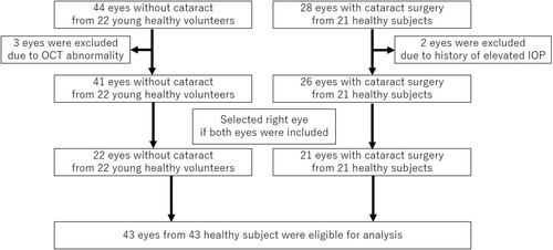 Figure 1 We prospectively recruited and collected data from 44 eyes of 22 young healthy volunteers between April 2017 and April 2018. Three of these eyes showed abnormalities in the circumpapillary retinal nerve fiber layer thickness and were excluded. As a result, 41 eyes from 22 participants were included. For the post-cataract surgery group, we retrospectively collected the data of 28 eyes that had no ocular diseases other than cataracts and underwent successful cataract surgery between February 2018 and May 2019. The optical coherence tomography angiography examination was performed on 28 eyes of 21 patients, and two eyes with a history of postoperative ocular hypertension were excluded. No eyes had postoperative optical coherence tomography abnormalities, such as macular edema. As a result, 26 eyes from 21 patients were included. When OCTA examination was performed on both eyes, the right eye was analyzed; therefore, 43 eyes in 43 participants were analyzed.