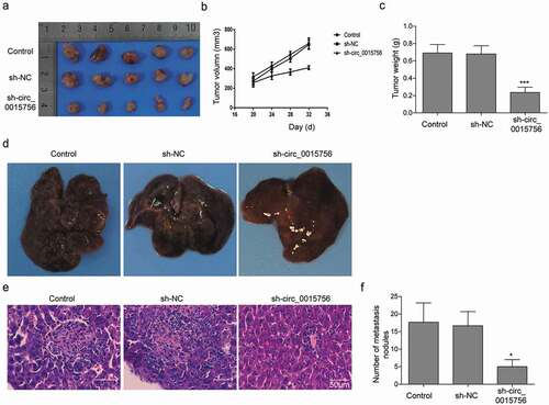 Figure 7. Knockdown of circ_0015756 suppresses tumor growth and intrahepatic metastasis of HCC in vivo. a-c, Thirty BALB/c nude mice were subcutaneously injected with MHCC-97H cells at 1 × 106 cells per mouse. When the tumor size reached about 200–300 mm3, the mice were injected with either lentivirus particles containing sh-circ_0015756 (sh-circ_0015756 group, n = 10) or scramble shRNA (sh-NC group, n = 10). The control group consisted of 10 mice bearing tumor xenografts of MHCC-97H cells without treatment of lentivirus particles. (a) Representative subcutaneous xenotransplanted tumors. (b) Tumor volume. (c) Tumor weight. D-F, The cell suspensions of MHCC-97H cells were implanted into the left lobe of mouse liver for orthotopic implantation. (d) Representative liver lesions in mice after orthotopic implantation (n = 10 for each group). (e) Representative views of liver lesions by HE staining (n = 10 for each group). (f) Number of metastasis nodules (n = 10 for each group). * p < 0.05 and *** p < 0.05 vs. scramble shRNA (sh-NC). The experiments were performed in triplicate and repeated three times. The data were expressed by mean ± SD and were analyzed by one-way or two-way ANOVA.