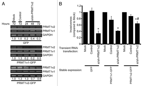 Figure 6. Overexpression of PRMT1v2 partially rescues the inhibition of invasion resulting from PRMT1v2 depletion. MCF7 cells stably expressing GFP, PRMT1v1-GFP or PRMT1v2-GFP were transfected with si/sh-PRMT1v2. Total RNA was collected 24, 48 and 72 h post-si/sh-PRMT1v2 transfection and 72 h post-transfection for mock and control samples. PCR analysis of cDNA generated from total RNA using PRMT1 primers shows levels of PRMT1v2 and PRMT1v1 mRNA (A). Endogenous and exogenous PRMT1v2 levels are detected as a single band in this PCR analysis as the primers do not differentiate the two species. GAPDH serves as a loading control. The densitometry values (indicated below the respective lanes) for the samples in the representative PCRs were normalized to mock transfected cells. MCF7 cells stably expressing GFP, PRMT1v1-GFP or PRMT1v2-GFP were mock, control or si/sh-PRMT1v2 transfected for 24 h. Twenty-four hours post-transfection, cells were replated at equal numbers into Transwell chambers containing a Matrigel layer and incubated for 72 h. Cell numbers that passed through the chambers were counted (B). Data represents the mean ± standard error of three independent experiments (*p < 0.05 compared with matched control transfection, #p < 0.05 compared with MCF7 GFP transfected with si/sh-PRMT1v2).
