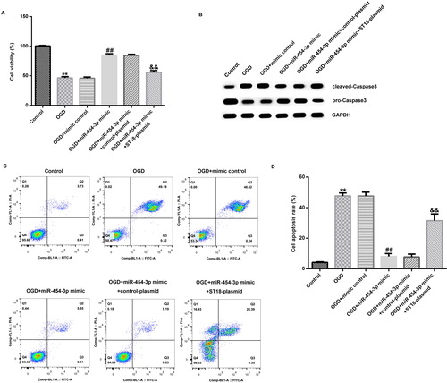 Figure 5. Effect of miR-454-3p on OGD-induced neuronal cells. (A) Cell viability determined by MTT assay; (B) cleaved-Caspase3 and pro-Caspase3 protein level determined by western blot; (C) cell apoptosis analyzed by FCM; (D) cell apoptosis rate. Data are expressed as mean values ± SD. **p<.01 versus control group; ##p<.01 versus OGD group; &&p<.01 versus OGD + miR-454-3p mimic group.