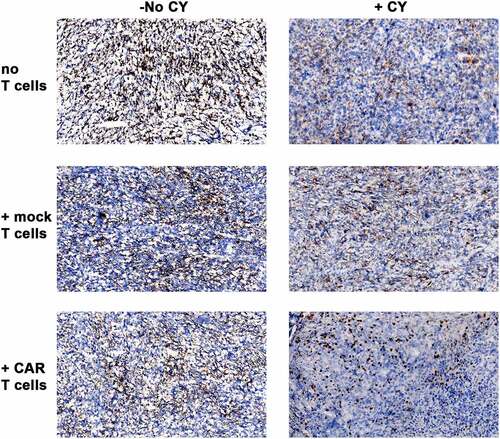 Figure 3. CEA expression on s.c. MC38/CEA tumors in CEATg mice