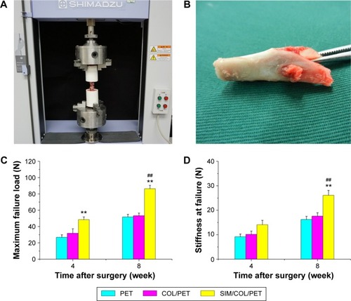 Figure 8 Mechanical examinations for graft–bone healing in a rabbit model at each time point after surgery.Notes: (A) Digital camera image of biomechanical test experiment of implanted graft. (B) PET graft was in the tibial bone tunnel. (C) Comparison of maximal failure load among the PET group, COL/PET group, and SIM/COL/PET group. (D) Comparison of stiffness at failure among the PET group, COL/PET group, and SIM/COL/PET group. **P<0.01 compared with control; ##P<0.01 between treatment groups.Abbreviations: PET, polyethylene terephthalate; COL/PET, collagen coating on polyethylene terephthalate scaffolds; SIM/COL/PET, collagen and simvastatin microspheres coating on polyethylene terephthalate scaffolds.