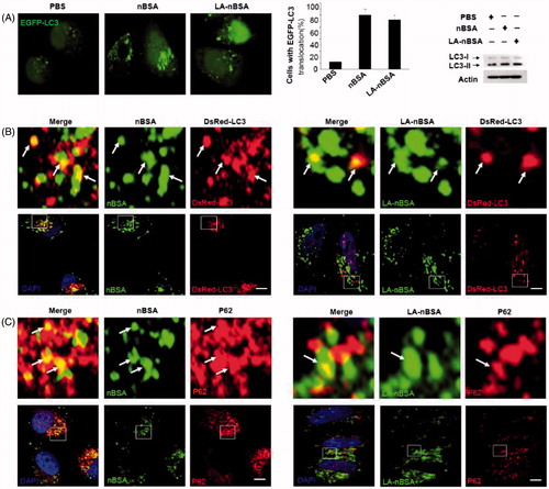 Figure 4. LA-nBSA induces autophagy and is sequestered by the autophagosomes. (A) Representative images and quantification of MCF-7 cells with EGFP-LC3 vesicles (autophagosomes). EGFP-LC3-transfected cells were treated with 1 mg mL−1 nBSA and LA-nBSA for 20 h. Scale bars: 10 μm. LC3I/II protein levels were analyzed by western blotting in the MCF-7 cells treated in (A). (B) DsRed-LC3 transfected MCF-7 cells and then treated with 1 mg mL−1 FITC-labeled nBSA and FITC-labeled LA-nBSA for 20 h; (C) MCF-7 cells were treated with 1 mg mL−1 FITC-labeled nBSA and FITC-LA-nBSA for 20 h, respectively, and then P62 was detected with primary antibody against P62. Scale bars: 10 μm.