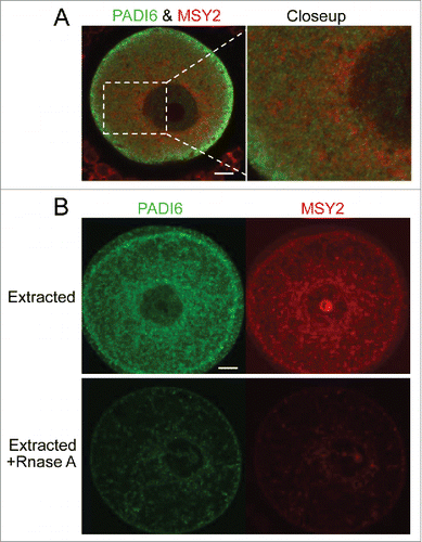 Figure 4. PADI6 and MSY2 localize adjacent to each other in the normal oocytes and Triton extraction followed by RNase A treatment induces the loss of PADI6 and MSY2 from the oocytes. (A) Representative confocal images of PADI6 (green) and MSY2 (red) in the normal oocytes. (B) Representative confocal images of Padi6 WT oocytes stained with PADI6 (green) and MSY2 (red). All images parameters are the same in both conditions. Scale bar, 10 μm.