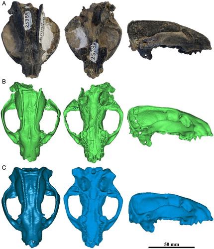 FIGURE 1. Leptarctus primus skull reconstructions and models. A, AMNH FM 25385, reconstruction of missing or damaged morphology, accounted for in virtual reconstruction: occipital condyles, anterior cranial crushing, and a loss of maxillary canines. The protrusion of the left sagittal crest has broken off; it has not been reattached. The neotype (AMNH FM 18241) of L. primus was used as a reference for the reconstruction. B, CT-scanned, evaluated to identify collapsed elements and holes, and slice artifacts produced by the coronal image stack compilation smoothed in Mimics to create a computerized model of the original skull. C, model B’s triangular surface elements lowered via the ‘decimation function’ to a more uniform number (between 200,000 and 280,000 finite elements), reducing the topical quality of the mesh but standardizing it with other models. Because canines are lacking in AMNH FM 18241, the canines were transferred digitally from the best-preserved Leptarctus specimen (AMNH FM 54198) in the collection. Refer to Supplemental Data for more information on craniodental reconstruction methodologies.