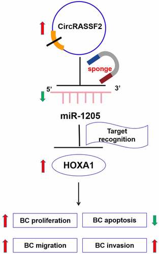 Figure 6. A schematic diagram showing the regulatory role of circRASSF2/miR-1205/HOXA1 axis in BC cells