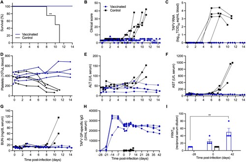 Figure 1. Clinical and serological findings in cynomolgus macaques after TAFV infection. Cynomolgus macaques (n = 4) were vaccinated with 1 × 107 PFU of VSV-TAFV 28 days before challenge. All NHPs (n = 8) were challenged with 1 × 103 PFU of TAFV on 0 DPC. (A) Survival curve, (B) clinical score, (C) TAFV RNA in the blood, (D) platelet counts, and (E-F) liver and (G) kidney enzyme levels for the first 2 weeks after challenge are depicted. (H) TAFV GP-specific IgG levels in serum throughout the study. (I) Serum neutralization presented as 50% reduction of GFP-positive cells (FRNT50) at the time of vaccination (−28 DPC), challenge (0 DPC) and euthanasia (42 DPC; study end). ALT, alanine aminotransferase; AST, aspartate aminotransferase; BUN, blood urea nitrogen. Statistical significance calculated by Mantel-Cox test or Kruskal-Wallis test with a Dunn’s multiple comparisons are indicated as **p < 0.01.