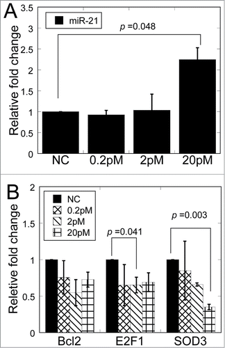 Figure 5. Relative fold change of miR-21 and target genes in MRC-5 cells after transfection of miR-21 mimics. (A) MiR-21 expression in MRC-5 cells transfected with different concentrations of miR-21 mimics. (B) The mRNA expression of target genes of miR-21 in bystander cells 12 h after transfection with different concentrations of miR-21 mimics.