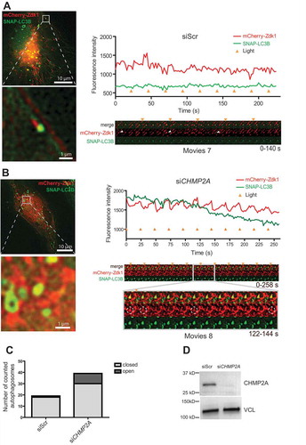 Figure 8. CHMP2A depletion inhibits mitophagosome closure. (A, B), Example galleries and vesicle tracks for mitophagy closure assay. Cells stably expressing SNAP-LC3B and transiently expressing NTOMM20-LOV2 and Cherry-Zdk1 were treated with DFP. Live cell imaging was performed to follow autophagosome formation around damaged mitochondria. Cells were imaged every 2 s and exposed to 488 nm light every 12 time points. Fluorescence intensity was measured for each track and the corresponding gallery added for a scrambled siRNA transfected cell (A) and a CHMP2A knockdown cell (B). Time points of light exposure are indicated by the orange triangle. (C), Graph comparing the amount of closed autophagosomes to open autophagosomes in cells treated with control scrambled siRNA or CHMP2A siRNA. Data represent tracking of 19 profiles for control siRNA- and 40 profiles for CHMP2A siRNA-treated cells from 2 independent experiments. (D), Knockdown efficency of CHMP2A as detected by western blotting for 2 live cell imaging experiments.