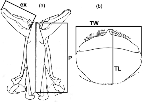 Figure 2. P, petasma length; ex, petasma terminal expansion; TW, thelycum width; TL, thelycum length. Scale bar = 10 mm. (Modified from Pérez-Farfante and Kensley Citation1997.).