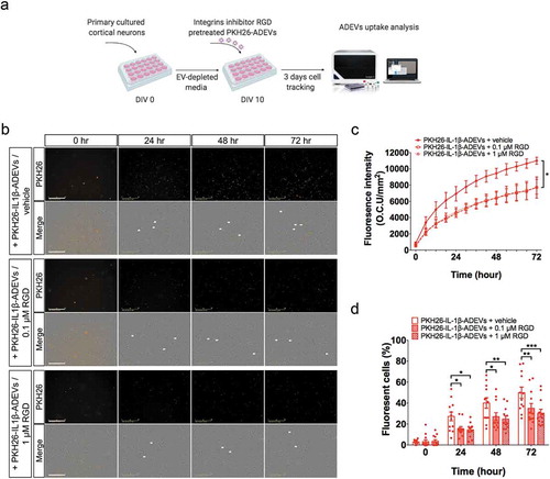 Figure 6. Inhibition of integrins in IL-1β-ADEVs reduced the EVs uptake by primary cultured neurons in vitro. (a) The scheme of in vitro IL-1β-ADEVs uptake with integrin inhibition. Purified PKH26-labelled IL-1β-ADEVs were pre-treated with integrin inhibitor RGD peptide (0.1μM or 1μM) at 37°C for 30 min, and equal amount of pre-treated PKH26-IL-1β-ADEVs were added to primary cultured mouse cortical neurons at DIV 10, which were imaged by a live cell imaging system for three days. (b) Representative images of the indicated time. White arrow shows the fluorescent signals within the cells. Scale bar, 200 μm. (c, d) Quantification of PKH26-IL-1β-ADEVs uptake using IncuCyte software to measure (c) total integrated intensity of red fluorescence per mm2 at each time point and Image J to count (d) the number of fluorescent cells at 0, 24, 48 and 72 h, across three independent experiments. Data are present as mean ± SEM. *p < 0.05, **p < 0.01, ****p < 0.0001 with PKH26-IL-1β-ADEVs + 0.1μM RGD peptide or PKH26-IL-1β-ADEVs + 1 μM RGD peptide compared to PKH26-IL-1β-ADEVs + vehicle as determined by repeated measure two-way ANOVA with Tukey’s multiple comparisons.