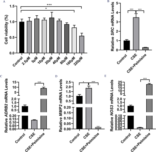 Figure 7 To clarify the effect of Peimisine on target gene expression in COPD. Effect of Peimisine on cell viability at 24h (A). RT-qPCR was used to detect the mRNA expression levels of SRC (B), ADRB2 (C), MMP2 (D), and NOS3 (E). All experiments were repeated three times independently. *p < 0.05 and and ***p < 0.001.