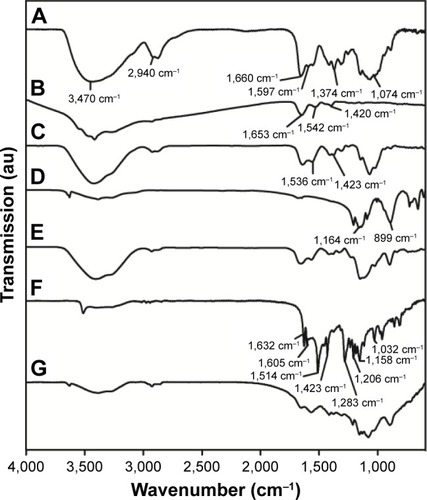 Figure 2 IR spectra of CENP and its components. (A) Chitosan, (B) EGF, (C) EGF-conjugated chitosan, (D) TPP, (E) ENP, (F) curcumin, and (G) CENP.Abbreviations: CENP, curcumin-encapsulated and EGF-conjugated chitosan/TPP nanoparticles; EGF, epidermal growth factor; ENP, EGF-conjugated chitosan/TPP nanoparticles; IR, infrared; TPP, tripolyphosphate.