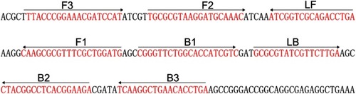Figure 1 Sequence and location of Bscp31 gene used to design loop-mediated isothermal amplification primers. The nucleotide sequences of the sense strand of Bscp31 are listed. Right arrows and left arrows indicate sense and complementary sequences that are used.