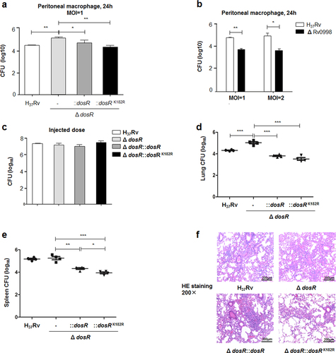 Fig. 4 Deacetylation of DosR contributes to the intracellular survival and pathogenesis of Mtb.a Deacetylation of K182 inhibited the intracellular survival of Mtb. Primary peritoneal macrophages were harvested as described in Materials and Methods and infected at a multiplicity of infection (MOI) of 1 for 24 h. Infected cells were lysed, and the number of viable intracellular bacteria was determined by serial dilutions and plating on 7H10 agar plates. Values represent the mean ± SD of three independent experiments. b The deletion of Rv0998 inhibited the intracellular survival of Mtb. Peritoneal macrophages were infected at an MOI of 1 or 2 for 24 h. Bacterial colonies were counted to calculate intracellular survival efficiency. Values represent the mean ± SD of three independent experiments. c Doses of Mtb H37Rv, the deletion mutant of DosR, and WT or K182R complement mutants were injected into mice. The number of bacteria in the injected doses for the four bacterial groups was determined by serial dilutions and plating on 7H10 agar plates and was found to be similar for all groups. d, e Lung (d) and spleen (e) colony-forming units (CFUs) of C57Bl/6 mice infected for 28 days with Mtb H37Rv, the deletion mutant of dosR, and WT or K182R complement mutants. Female C57Bl/6 mice (6–8 weeks old) were challenged by intraperitoneal (i.p.) injection with 5 × 106 CFU in 100 μL PBS. The left side of the lung tissues from infected mice and the whole spleen were homogenized, diluted, and plated on 7H10 agar plates. Colonies were counted after 4 weeks. f Lung histopathology of C57Bl/6 mice infected with Mtb H37Rv, the deletion mutant of dosR, and WT or K182R complement mutants for 28 days. Lung halves of mice infected for 28 days were fixed and embedded in paraffin, and then 5 μm-thick sections were stained with hematoxylin and eosin (HE) by standard methods. The pathology was evaluated by pathologists in a blinded manner. Images are pseudocolored representations at ×200 magnification. Values represent the mean ± SD from two independent experiments. *P < 0.05, **P < 0.01, ***P < 0.001. Student’s t-test