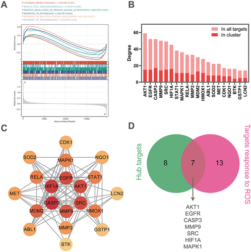 Figure 6 Response to ROS is the crucial biological process of artemisinin against IgAN. (A) Gene set enrichment analysis (GSEA) of 6 hub biological processes in GSE93798 (Normal versus disease). The color of each legend on the right consists with the biological process curve above. NES and nominal p-value are shown in the legend. (B) Total and internal degrees of all the targets involved in response to ROS. (C) Network of these enriched targets. The redder the node was, the higher the degree was. (D) The Venn diagram identified an overlap of 7 targets between the hub targets and targets response to ROS.