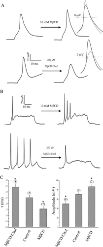 Figure 1.  Effect of cholesterol levels on action potentials. (A) Effect of cholesterol depletion and enrichment by cholesterol-free (10 mM MβCD) and cholesterol-loaded MβCD (200 µM MβCD/Chol) on action potentials. The inset shows the superimposed AP, which were aligned at the time of maximal upstroke to allow comparison of the time course of the AP at double expanded time scale. (B) Changes in firing patterns of AP induced by cholesterol-free (representative of 6 neurons) and cholesterol-loaded MβCD (MβCD/Chol, representative of 5 neurons). (C) Plots of AP amplitude and time constant for control, depletion (MβCD) and enrichment (MβCD/Chol) of cholesterol (*p<0.05; **p<0.01).