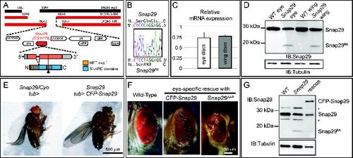 Figure 2. MENE(2R)-E B6 is a null mutant of Drosophila Snap29. (A) Schematic view of the Snap29 locus. Df(2R)egl2 (black) complements the B6-21 mutation, while Df(2R)3-659 and Df(2R)106 (red) fail to complement it, indicating that B6-21 maps to the genetic interval 60A3-A5 on the right arm of the Drosophila chromosome 2. The coding sequence of Snap29 is shown in orange, while the domains of Snap29 are indicated in yellow and blue. A black triangle marks the approximate position of the B6 mutation. (B) Sequencing of the B6 allele in heterozygosity with the parental chromosome on which the mutation was induced. A C-to-T change creates a premature stop codon that truncates the protein right after the first SNARE domain. (C) Expression of Snap29 mRNA is only 25% reduced in mutant eye-antennal and wing discs, relative to WT. (D) Analysis of Snap29 expression by protein gel blot in WT disc extracts and in extracts of discs containing Snap29B6 mutant cells indicates that Snap29B6, a truncated form of Snap29, is present in mutant cells. (E) Ubiquitous expression of CFP-Snap29 under tubulin-Gal4 (tub>) rescues lethality of homozygous Snap29 flies. Rescued flies (right) are indistinguishable from heterozygous animals (left). (F) Adult eyes of flies with the indicated genetic background. Eye-specific ectopic expression of CFP-Snap29, or of a Snap29 form with a mutated NPF motif (Snap29AAA) rescue defects of Snap29B6 mutant eye discs and yield adults with normal (CFP-Snap29), or reduced eyes (Snap29AAA). Mutant cells expressing the rescue construct give rise to orange photoreceptors, while the WT cells give rise to dark red ones. (G) Western blot of extracts from WT discs, or discs containing Snap29B6 mutant cells or discs containing Snap29B6 mutant cells and expressing CFP-Snap29, reveal expression of a truncated form of Snap29 (Snap29B6) and of CFP-Snap29 in rescued discs. The asterisks indicate unspecific signals.