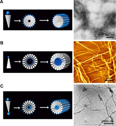 Figure 6 Self-assembly of amphiphilic peptides with different geometrical shapes.Notes: (A) Wedge-shaped surfactant-like peptide and (C) bolaamphiphilic peptides formed long, cylindrical micelle nanofibers in water solution. Inverted wedge-shaped surfactant-like peptide (B) formed reverse micelle nanofibers in nonpolar environment. In each figure, the left panel shows the self-assembling model and the right panel shows the TEM images (in A and C) or AFM image (B). Data from Chen et al.Citation82Abbreviations: AFM, atomic force microscopy; TEM, transmission electron microscopy.