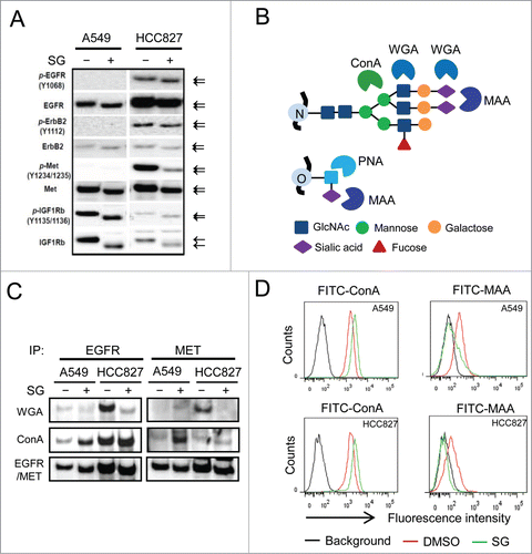 Figure 2. Schweinfurthins inhibited sialylation of glycosylated membrane receptor proteins. (A) Western blots of major receptor tyrosine kinases (EGFR, ErbB2, MET and IGF1R) and their phosphorylated forms (p-EGFR, p-ErbB2, p-MET, and p-IGFR1) from cells treated with or without schweinfurthin G (SG) at 100 nM for 24h. Arrows denote the different sizes of detected proteins on SDS-PAGE. (B) Illustration of the glycan-binding specificity of lectins. MAA, Maackia amurensis agglutinin; ConA, concanavalin; WGA, wheat germ agglutinin; PNA, peanut agglutinin. (C) Lectin blots of immunoprecipitates of EGFR and MET from 2 cell lines using WGA and ConA. Immunoblots of EGFR and MET are included as loading controls. (D) Flow cytometric analysis of cell surface glycan terminals using fluorescein-conjugated ConA and MAA, respectively, for cells following 24 h treatment with SG at 100 nM.