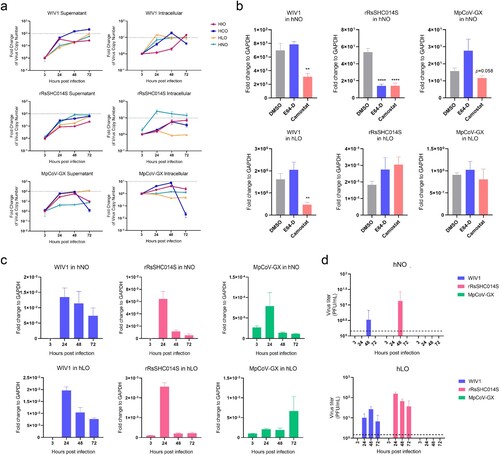 Figure 5. Tissue Tropism and Invasion Mechanism Preferences of animal-borne coronaviruses. (a) Replication levels of three animal-borne coronaviruses in hNOs, hLOs, hIOs and hCOs (MOI = 0.1, n = 3). Dashed line in supernatant plot: effective release, virus amplification more than 100-fold; dashed line in intracellular plot: effective replication, virus amplification more than 10-fold. (b) Impact of protease inhibitors on three animal-borne coronaviruses in hNOs and hLOs (MOI = 1, n = 3). (c) SgRNA levels of three animal-borne coronaviruses in hNO and hLO cells (MOI = 0.1, n = 3). (d) Virus titres of three animal-borne coronaviruses in hNO and hLO culture supernatants (MOI = 0.1, n = 3). Dashed line: the lowest limit of detection threshold. Data are the mean ± SEM. Statistical significance is analysed by Student’s t-test (**p < 0.01; ****p < 0.0001).