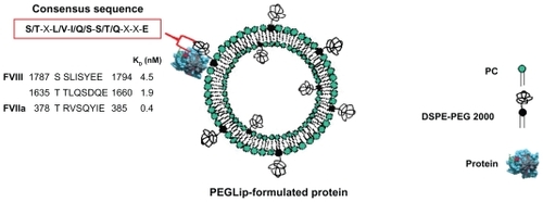 Figure 1 A schematic diagram showing a PEGLip formulated coagulation factor VIII (FVIII) or activated factor VII (FVIIa). The protein is non-covalently bound to a polyethylene glycol moiety on the outer surface of a PEGylated liposome. Binding is mediated by an amino acid consensus sequence within the protein (boxed in red). The actual consensus sequences, locations within the proteins’ sequences and affinity constants (KD) for FVIII (two binding sites) and FVIIa are shown above.