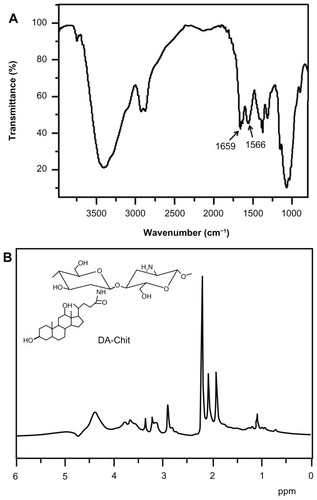 Figure 1 Structural characterization of DA-Chit. (A) Fourier transform infrared spectrum and (B) 1H nuclear magnetic resonance spectrum.Abbreviation: DA-Chit, deoxycholic acid-modified chitosan.