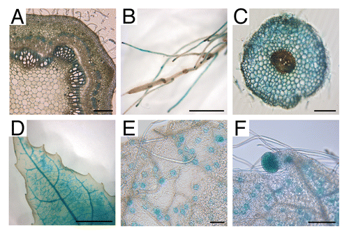Figure 1.pPtaRHE1 driven GUS expression in different organs and tissues of 2-mo-old in vitro P. tremula x P. alba. (A) cross section of stem; (B) roots; (C) cross section of root; (D) leaf; (E) close up of leaf showing stomata; (F) close up of leaf showing stomata and an hydathode. Scale bars represent 0.1 cm (A) and (C), 0.5 cm (B), 1 cm (D), and 100 µm (E) and (F).