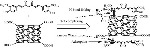 Figure 4. The mechanism of SWCNT loading with curcumin. Adsorption, π–π complexing with the benzene ring, hydrogen bonding between the carboxyl group of the functionalized SWCNTs and the phenolic hydroxyl group of curcumin, and hydrophobic van der Waals forces were hypothesized to be involved.