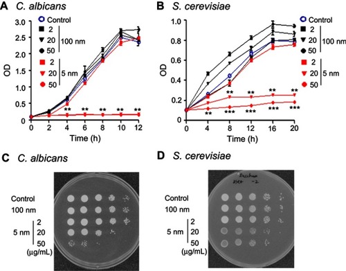 Figure 1 Growth inhibition of Candida albicans and Saccharomyces cerevisiae after treatment with 5 nm AgNPs. (A) Growth kinetics and (C) spot assay of C. albicans in either the absence or presence of 5 nm or 100 nm AgNPs (2, 20, and 50 μg/mL). The C. albicans culture was diluted with fresh Sabouraud dextrose broth and cultured for 12 hours at 37°C. Spot assay was performed by inoculation of 10-fold serial dilutions of 12-hour culture on the Sabouraud dextrose agar plates. (B) Growth kinetics and (D) spot assay of S. cerevisiae in either the absence or presence of 5 nm or 100 nm AgNPs. The S. cerevisiae culture was diluted with fresh YPD broth and cultured for 20 hours at 30°C. Spot assay was performed by inoculation of 10-fold serial dilutions of 20-hour culture on the YPD agar plates. Cell growth was measured at 600 nm. Control consists of yeast cells not treated with AgNPs. Data are presented as mean ± SD from two independent experiments performed in triplicate. **P<0.005, ***P<0.001 vs control and vs cells treated with 100 nm AgNPs.Abbreviations: AgNPs, silver nanoparticles; BrPA, 3-bromopyruvate; YPD, 1% yeast extract, 2% peptone, and 2% dextrose.