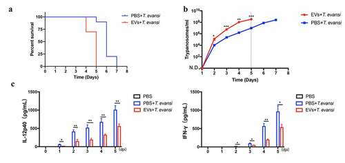 Figure 8. TeEVs could promote T. evansi proliferation in vivo. WT mice (n = 10 mice per group) were infected with 1 × 104 T. evansi by intraperitoneal injection. 50 μg EVs were injected intravenously (tail vein) into the mice for three consecutive days. Control mice were injected with an equal volume of PBS. (a) The death time was recorded daily. (b) Parasites load in peripheral blood was detected daily. (c) The production levels of IL-12p40 and IFN-γ in the serum were detected by ELISA. Bars represent the mean ± SEM of three independent experiments. *, P < 0.05; **, P < 0.01 for PBS group versus EVs group