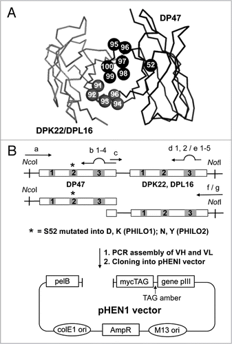 Figure 1 Design and cloning strategy for the PHILO antibody library. (A) Three-dimensional structure of a scFv antibody fragment. Heavy chain and light chain backbone are represented in dark grey and light grey, respectively. Residues subject to random mutation are DP47 CDR3 position 95–100 (dark grey space-fill representation), light chain position 91 to 96 (light grey space-fill representation) (in more details, for DPK22 CDR3 residue 91–96, and for DPL16 CDR3 position 92–95 and 95b). The scFv structure was displayed using the program PyMol, based on the protein data base (Brookhaven Protein Data Bank) file 1igm. The residue numbers were defined as previously published in reference Citation23 and Citation63. (B) Library cloning strategy. A point mutation was introduced, converting residue S52 of VH to D, K, N or Y. Mutagenesis in the CDR3 regions was generated by PCR using partially degenerate primers. Genes are indicated as rectangles and CDRs as numbered boxes. The VH and VL segment were then assembled by PCR and cloned into the pHEN1 vector.Citation64 Primers used in the amplification and assembly are listed in Table 1.