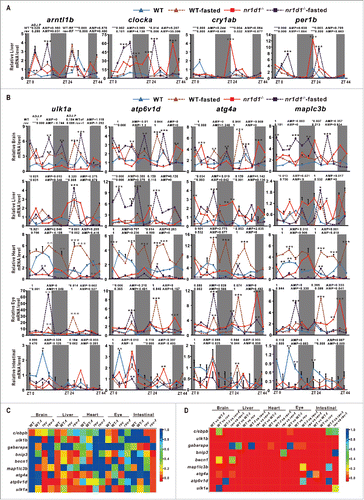 Figure 7. Effects of fasting and loss of Nr1d1 on expression of autophagy genes and circadian clock genes. (A) qRT-PCR analysis of core circadian clock genes in the liver of nr1d1 mutant (fed), fasted nr1d1 mutant, wild-type (fed) and fasted wild-type fish. (B) qRT-PCR analysis of autophagy genes map1lc3b, atp6v1d, ulk1a and atg4a in the adult peripheral organs of nr1d1 mutant, fasted nr1d1 mutant, fasted wild-type and wild-type fish under LD. Following 2-wk fasting, 4-mo-old wild-type and nr1d1 mutant fish, and their controls were sacrificed, and the brains, the livers, the hearts, the eyes, and the intestines were dissected out and collected for RNA extraction at 12 time points with 4-h interval under LD for a total of consecutive 2 d. Each sample contains organs from at least 5 male fishes. Three independent sets of samples were used. The mRNA expression pattern was analysis by JTK-CYCLE method. ADJ.P for adjusted minimal P values (*, P ≤ 0 .05; **, P ≤ 0 .01; ***, P ≤ 0 .001), AMP for amplitude. Two-way ANOVA with the Tukey post hoc test was conducted (*, P≤0 .05; **, P ≤ 0 .01; ***, P ≤ 0 .001). (C) Heatmap comparing ADJ.P values of autophagy and autophagy-related genes in different zebrafish organs of wild-type (fed), wild-type-fasted, nr1d1 (fed) and nr1d1 -fasted groups. (D) Heatmap showing correlation coefficiencies (R) of P values from 2-way ANOVA of autophagy and autophagy-related genes in different zebrafish organs in terms of wild-type (fed) vs wild-type-fasted, wild-type (fed) vs nr1d1 (fed), wild-type-fasted vs nr1d1-fasted, and nr1d1 (fed) vs nr1d1-fasted. WT-f, WT-fasted.