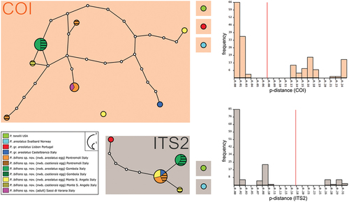 Figure 3. Parsimony haplotype network obtained for the COI gene and parsimony sequence network for the ITS2 fragment of P. areolatus group. The circles are representing different haplotypes and are colored by populations following the legend. The connecting lines are representing single substitutions, while the white dots indicate the missing/ideal haplotypes/sequences. The diameter of the circles is proportional to the number of specimens presenting that specific haplotype/sequence, as indicated in the legend. nwb. = newborn. ASAP partitions for both markers are represented by background-colored boxes: orange background for COI (threshold distance 7.40%; lower ASAP score: 1.00) and grey background for ITS2 (threshold distance 17.89%; lower ASAP score: 1.50). The histograms generated by the ASAP software are showing the frequency distribution of each p-distance in comparison with all the considered P. areolatus group sequences. Red lines are indicating threshold distances.