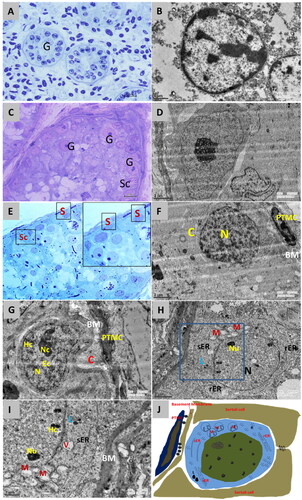 Figure 7. Semi-thin section of neonatal testicular tissue showing well-organized testicular cords lined with distinct basement membrane [A] and electron micrograph showing gonocytes located primarily on the center of the cords with large nuclei and distinct nucleoli [B]. Semi-thin section of the prepubertal period showing seminiferous tubules with large germ cells (G) and Sertoli cells [C] and electron micrograph of the same showing large nuclei of germ cell with the heterochromatin material dispersed in euchromatin [D]. Semi-thin section of the adult period showed spermatogonia (S) which were round, oval to ellipsoidal cells lying over the basement membrane [E]. Electron micrograph of adult testicular tissue showing spermatogonia with a large round nucleus (N) lying over the basement membrane (BM) with a high nucleus-to-cytoplasm ratio [F]. The heterochromatin clumps (Hc) were distributed in between the euchromatic material (Ec), which gave the nucleus a mottled appearance [G]. the cytoplasm was filled with consisted of numerous mitochondria (M) with elongated mitochondrial cristae, strands of smooth endoplasmic reticulum (SER), and parallel strands of rough endoplasmic reticulum (rER) with few vacuoles, Golgi complex and lipid droplets (L) at places [H, I]. Graphically conceptualized view of an SSC and its location [J].