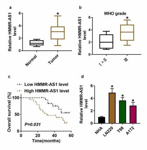 Figure 1. HMMR-AS1 expression in glioma. (a) HMMR-AS1 level was measured in glioma tissues (n = 37) and normal samples (n = 10). (b) HMMR-AS1 level in glioma patients at different grades. (c) The association between HMMR-AS1 level and overall survival in glioma patients. (d) HMMR-AS1 level was measured in glioma cells (LN229, T98 and A172) and normal human astrocytes (NHA). *P < 0.05