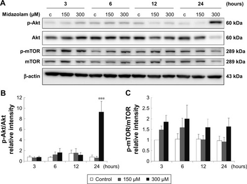 Figure 5 The involvement of Akt pathways in midazolam-induced apoptosis in TM3 cells. TM3 cells were treated without or with different concentrations of midazolam (150 and 300 μM) for 3, 6, 12 and 24 hours. Phosphor-Akt (60 kDa), Akt, phosphor-mTOR (289 kDa) and mTOR were detected by Western blot analysis (A). Immunoblot represents the observations from one single experiment repeated at least three times. The integrated optical densities (IOD) of phosphor-Akt (B) and phosphor-mTOR (C) proteins were normalized with β-actin (43 kDa) in each lane. Each data point represents the mean ± SEM of three separate experiments. *** indicates statistical difference compared to control equivalent to p<0.005, (c = control).