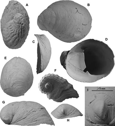 Fig. 16  (A) Maoricrypta radiata (Hutton), GS10950, P29/f6581, Upton Brook, Awatere Valley, Kapitean; 2 stacked, coarsely sculptured specimens, height 41 mm. (B-E, G-I) Grandicrepidula hemispherica n. sp., GS10857, U23/f7049, Maharakeke Mudstone (Nukumaruan), Maharakeke Road, W side Pukeora Hill, W of Waipukurau, Hawke's Bay; B,D,G, largest paratype, TM8689; height 35.0 mm, dorsal, ventral and lateral views; C,E,H,I, holotype, TM8688, height 24.3 mm; C,E,H, lateral, dorsal and posterior views; I, protoconch in H enlarged. (F) Zelippistes benhami (Suter), type species of Zelippistes Finlay, 1926, NMNZ M.100507, Recent, King Bank, Three Kings Islands, 123-128 m, 32°57.40'S, 172°19.40'E; dorsal view, SEM, diameter 10.8 mm.