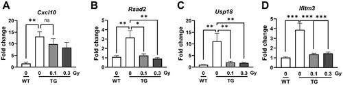 Figure 5. Analysis of genes related with IFN signaling in 5xFAD mice following low-dose-rate low dose radiation (LDR). The bar graphs show the relative expression levels of (A) Cxcl10, (B) Rsad2, (C) Usp18, and (D) Ifitm3 in cortex of mice brain. Data are expressed as means ± SEM (n = 6 per group). *p < 0.05, **p < 0.01 and ***p < 0.001 vs. WT group or TG (0 Gy) group. ns: not significant.