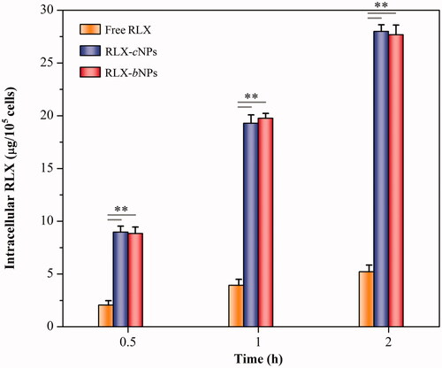 Figure 5. Cellular uptake of free RLX, RLX-cNPs, and RLX-bNPs in Caco-2 cells at the drug concentration of 50 μg/mL. Data shown as mean ± SD (n= 3), paired-t test, p< .01, significantly different compared with free RLX.