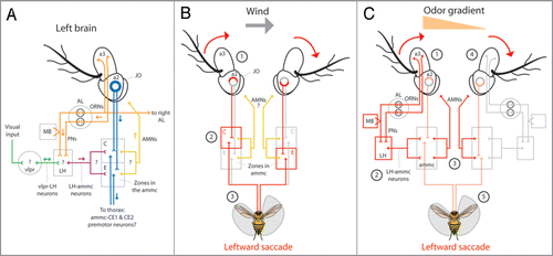 Figure 2 Anatomical model for olfactory orientation. (A) Odor activates first-order olfactory receptor neurons (ORNs) housed in the 3rd antennal segment (a3) which connect unilaterally, or bilaterally to specific second-order olfactory projection neurons (PNs) within defined glomeruli in the antennal lobeCitation9 (AL, orange). PNs connect to either the lateral horn (LH) or the mushroom body (MB) and the (LH).Citation11 The LH presumably receives visual input from the ventrolateral protocerebrum (vlpr) via vlpr-LH interneuronsCitation13 (green) and apparently relays visual and olfactory information to the antennal mechanosensory and motor center (ammc) via LH-ammc interneuronsCitation11,Citation13 (maroon). The ammc receives input from the mechanosensory Johnston’s organ (JO) housed in the second antennal segment (a2, blue). JO neurons project to defined stimulus specific regions of the ammc;Citation18 zones C and E mediate wind sensation.Citation1 Presumably, antennal motor neurons (AMNs, yellow) arise from unknown regions of the ammc and innervate muscles within the a2s to rotate the a3s. Rotation of a3 relative to a2 is encoded by JO neurons which may synapse onto identified pre-motor descending neurons; the dendrites of ammc-CE1 and ammc-CE2 descending neurons innervate zones C and E of the ammc.Citation3 (arrows indicate presumed direction of information flow; (?) indicate unknown connectivity) (B) Wind from the left passively rotates both a3s clockwise (1) and through JO neurons, activates zone C ipsilateral to the wind and zone E contralateral to the wind (2). Gluing the left JO impairs leftward upwind orientationCitation16 suggesting that premotor neurons connecting to zone C of the left ammc activate leftward saccades (3). It is unknown if AMNs participate in this response. (C) As a result of Fig. 1C, we believe that the increased activation of the left ORNs and PNs in response to an odor on the left (1, orange triangle) and via LH-ammc neurons (2),Citation13 triggers an asymmetrical activation of AMNs arising from the ammc (3) which, via antennal muscles in the a2s,Citation21 actively rotate the a3s to mimic a passive wind stimulus (4) and trigger a leftward ammc mediated saccade (5, Fig. 2B). (red arrows in B and C indicate rotation of a3 relative to a2; red lines in B and C indicate presumed and exaggerated circuit activation; orange triangle in C indicates higher odor concentration on the left).